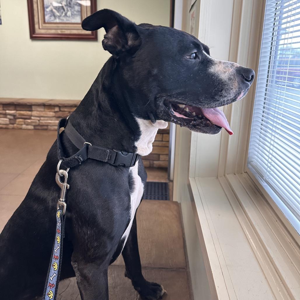 Enlarge Meatball, a Adoptable mixed breed in Mount Vernon, IN image 1/6