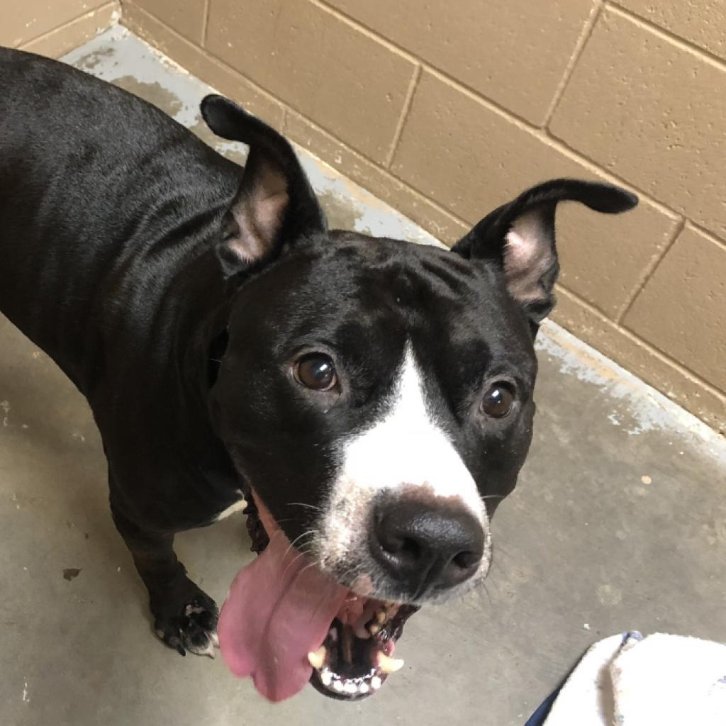 Meatball, a Adoptable mixed breed in Mount Vernon, IN image 1/6