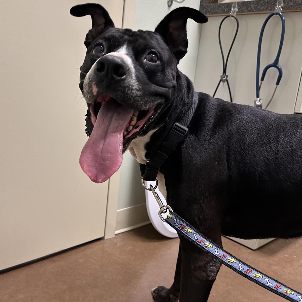 Meatball, Adoptable, Adult Male Terrier & Mixed Breed.