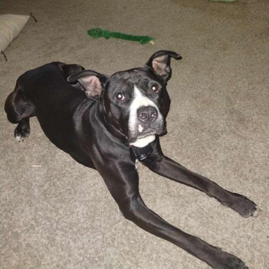 Enlarge Meatball, a Adoptable mixed breed in Mount Vernon, IN image 2/6