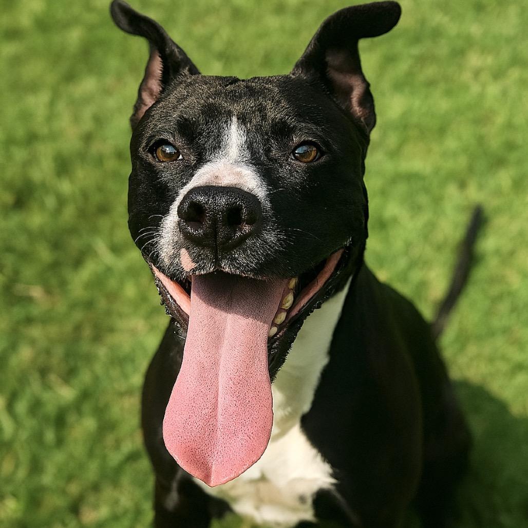 Enlarge Meatball, a Adoptable mixed breed in Mount Vernon, IN image 3/6