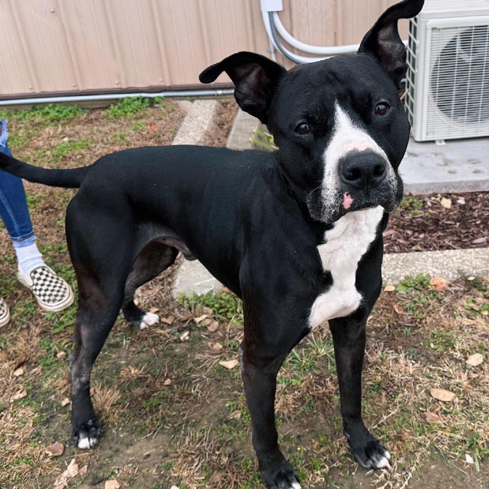 Enlarge Meatball, a Adoptable mixed breed in Mount Vernon, IN image 5/6