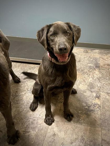 Lilah, adopted, Senior Female Mixed Breed.