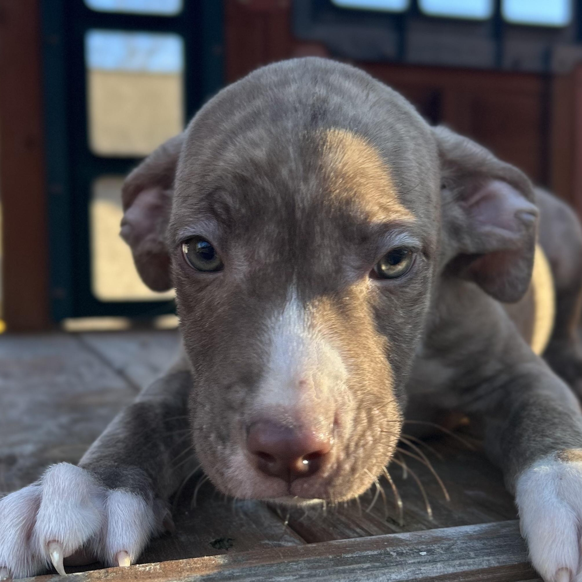 Enlarge Comet, a Adoptable mixed breed in Roanoke, VA image 1/6