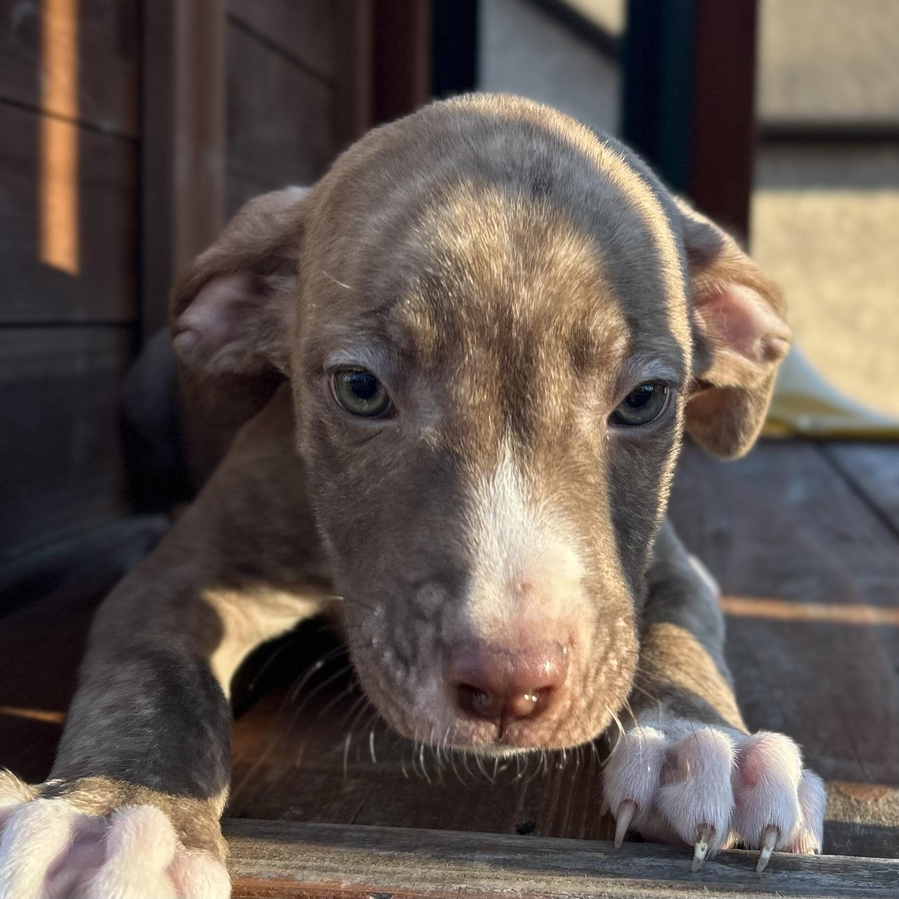 Enlarge Comet, a Adoptable mixed breed in Roanoke, VA image 3/6