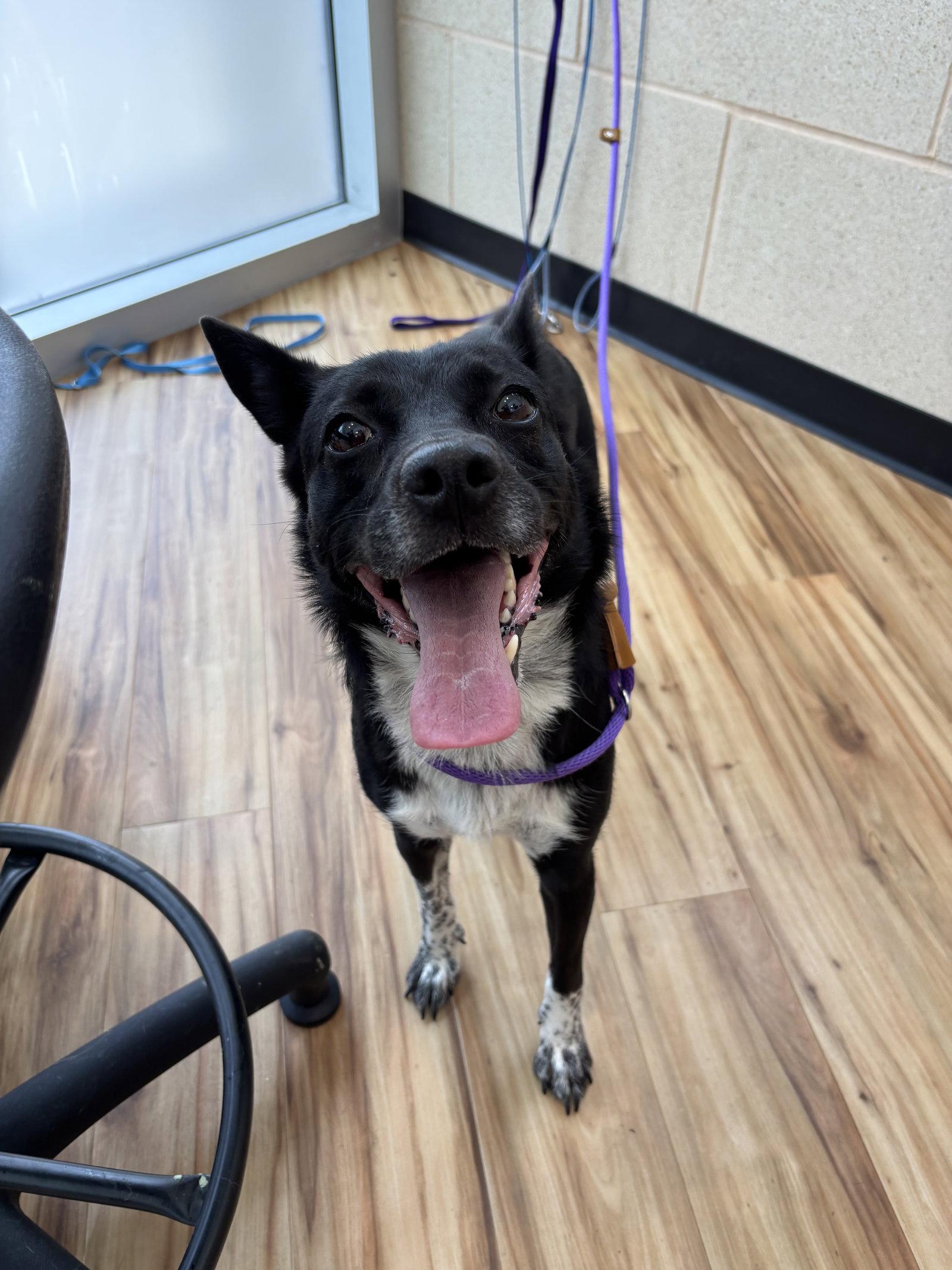 Luna, Adoptable, Young Female Border Collie.