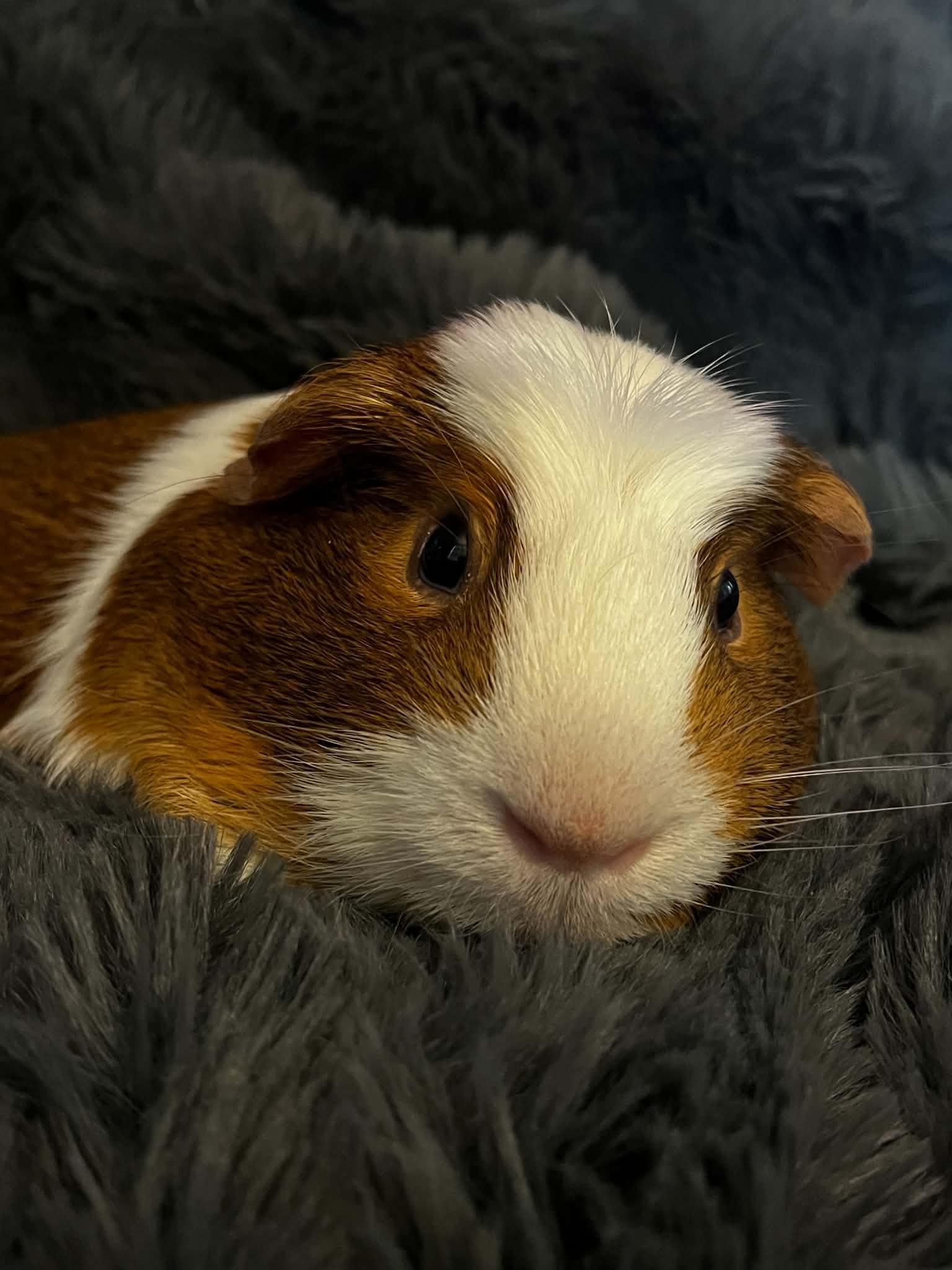 Nugget, Adopted, Adult Male Guinea Pig.
