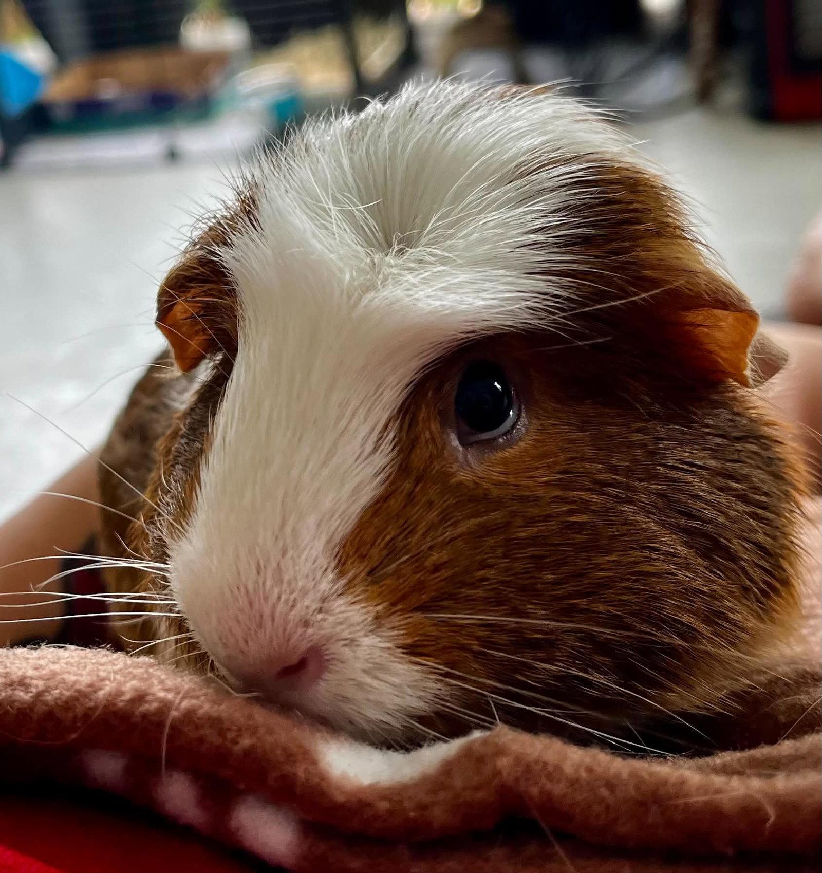 Enlarge Nugget, a Adopted Guinea Pig in Lexington, SC image 2/3