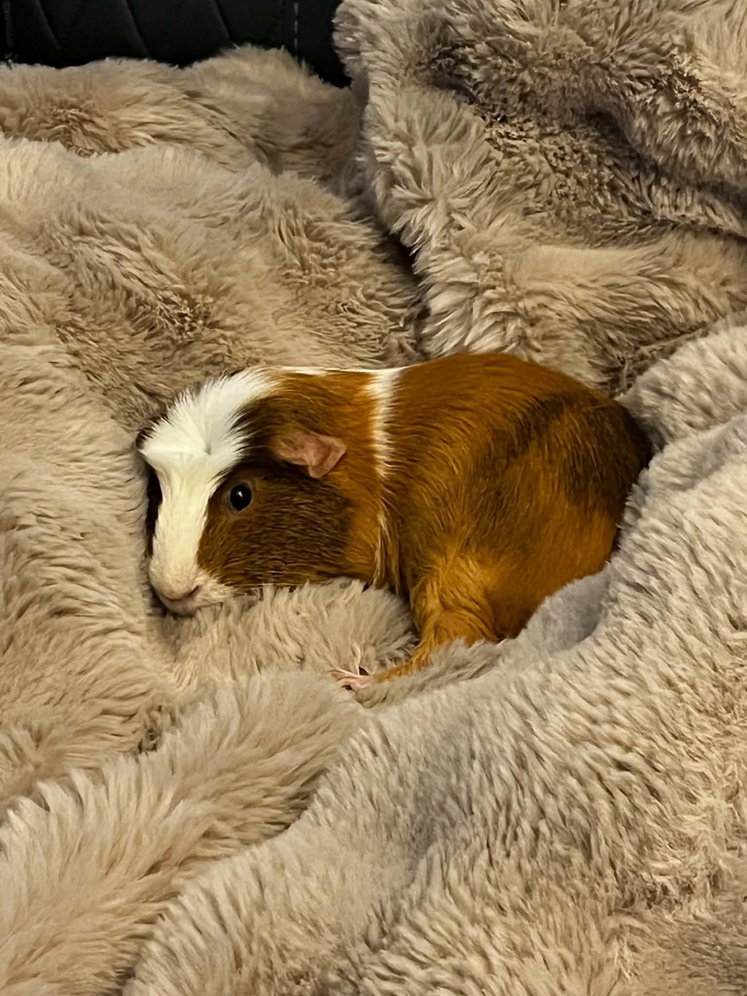 Enlarge Nugget, a Adopted Guinea Pig in Lexington, SC image 3/3