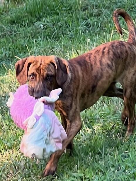 Enlarge Lollipop, a Adoptable mixed breed in Washington, DC image 1/5