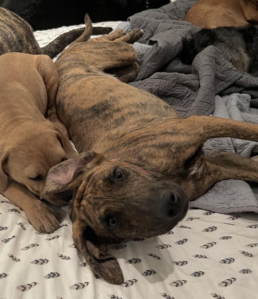 Enlarge Lollipop, a Adoptable mixed breed in Washington, DC image 2/5