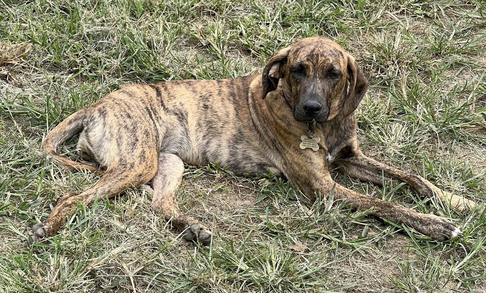Enlarge Lollipop, a Adoptable mixed breed in Washington, DC image 3/5