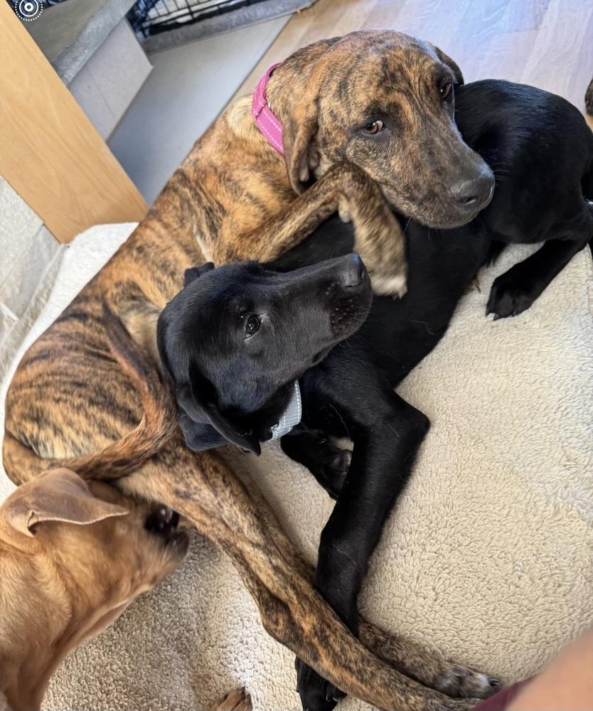 Enlarge Lollipop, a Adoptable mixed breed in Washington, DC image 4/5