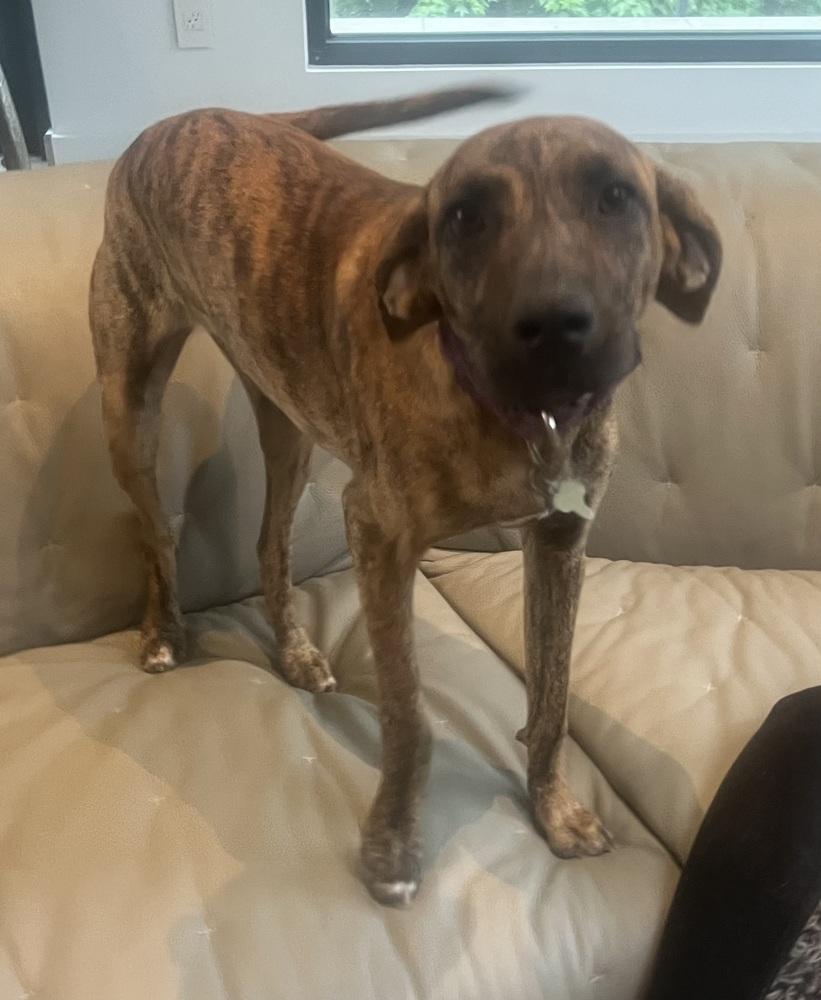 Enlarge Lollipop, a Adoptable mixed breed in Washington, DC image 5/5