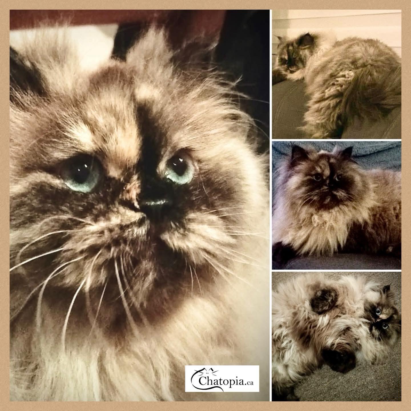 Enlarge Tabitha, an adopted Himalayan in Kirkland, QC image 1/1