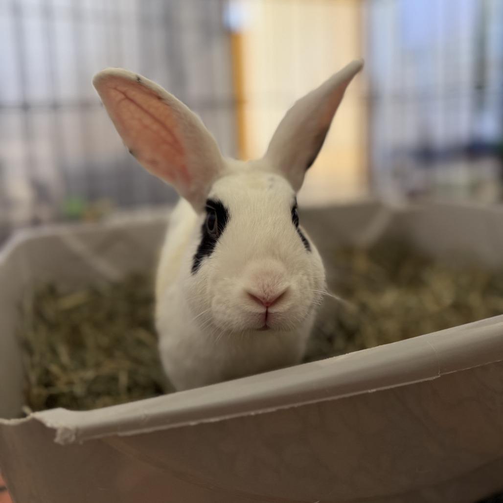 Monarch, Adoptable, Young Male Dutch.