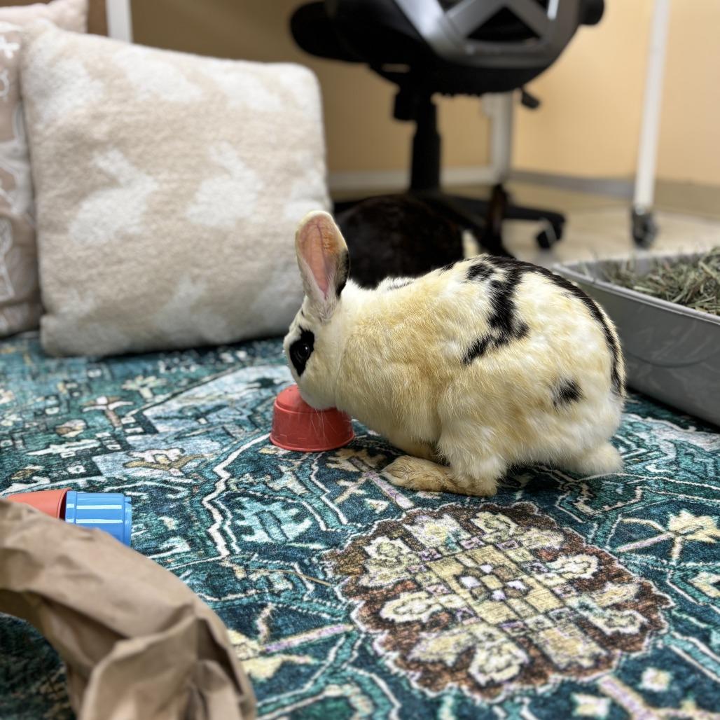 Enlarge Monarch, a Adoptable Dutch in Richmond, CA image 1/6