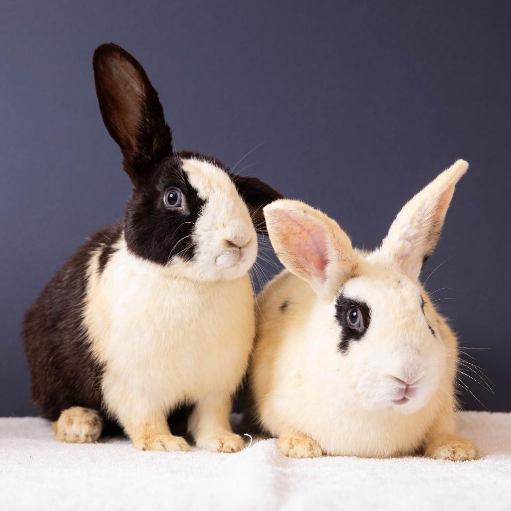 Enlarge Monarch, a Adoptable Dutch in Richmond, CA image 2/6