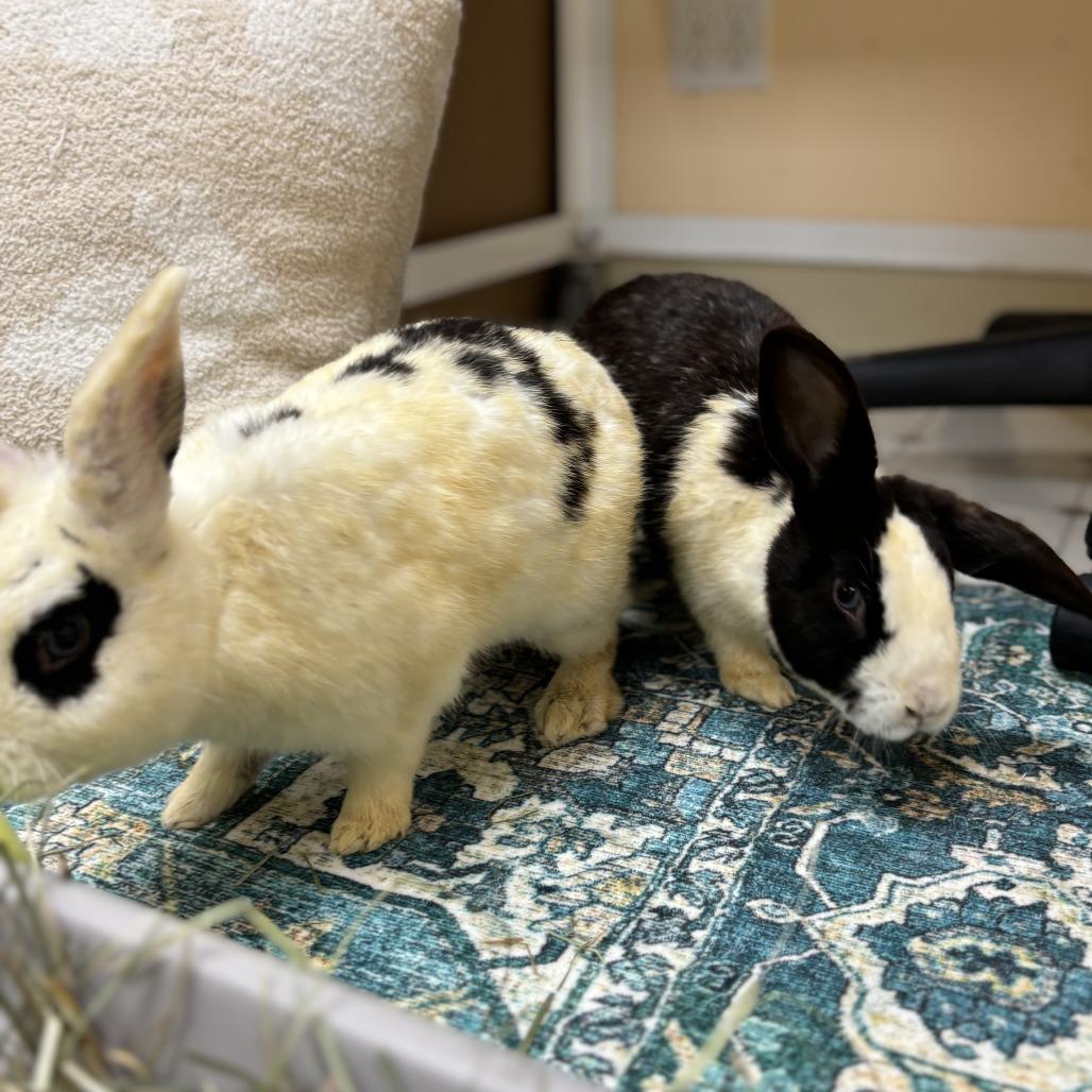 Enlarge Monarch, a Adoptable Dutch in Richmond, CA image 3/6