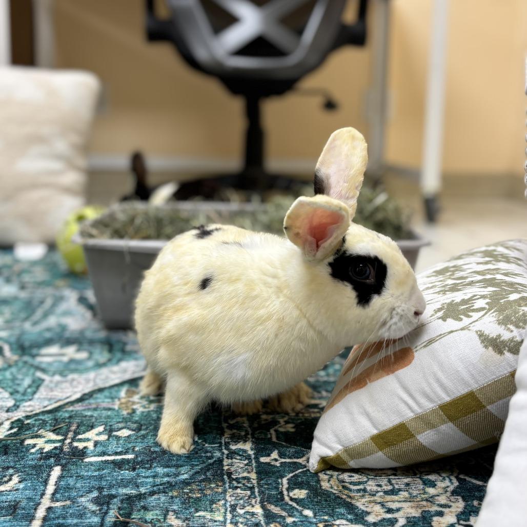 Enlarge Monarch, a Adoptable Dutch in Richmond, CA image 4/6