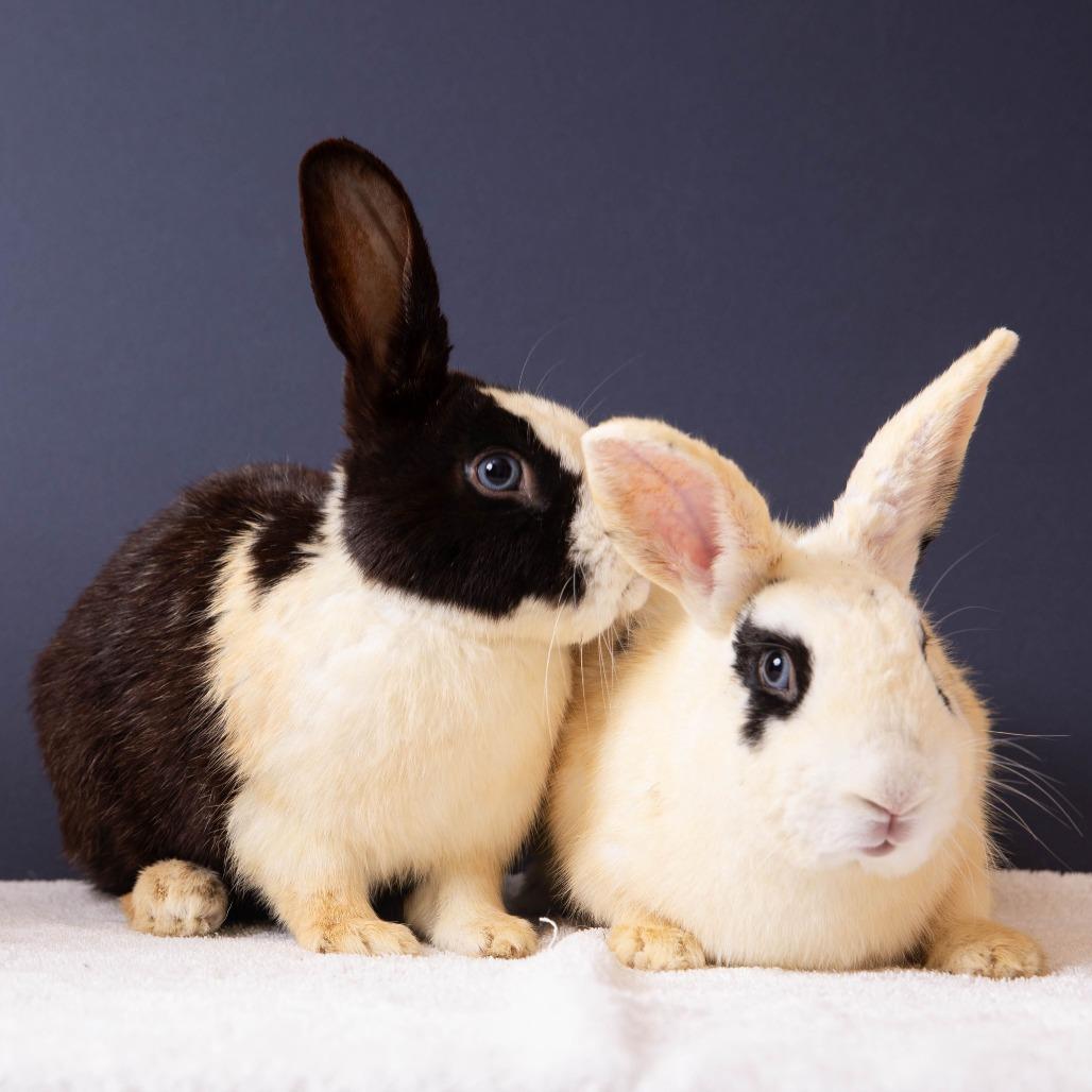 Enlarge Monarch, a Adoptable Dutch in Richmond, CA image 5/6