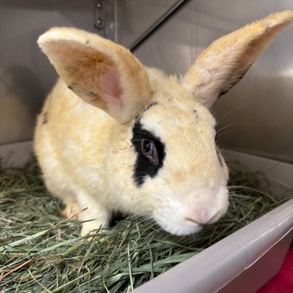 Enlarge Monarch, a Adoptable Dutch in Richmond, CA image 6/6