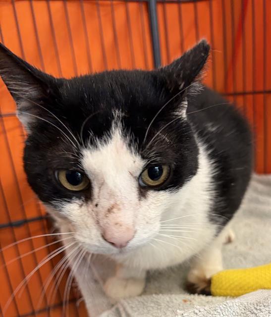 Enlarge ZORRO, a Adoptable Domestic Short Hair in Alameda, CA image 1/1