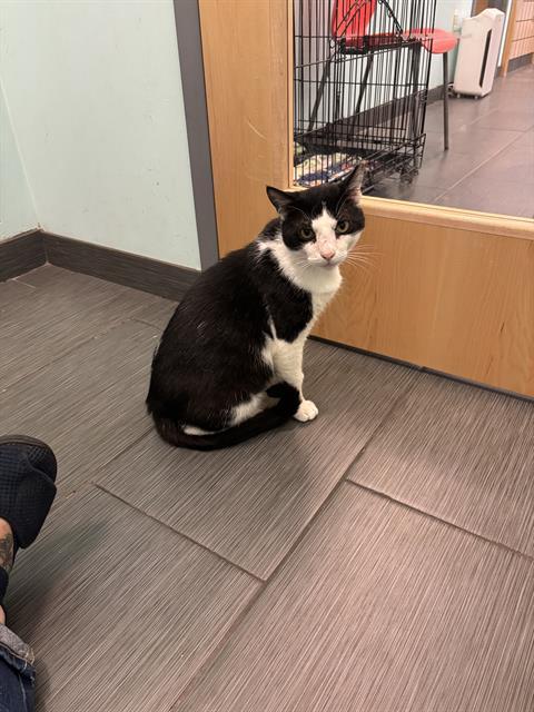 ZORRO, Adoptable, Young Male Domestic Short Hair.