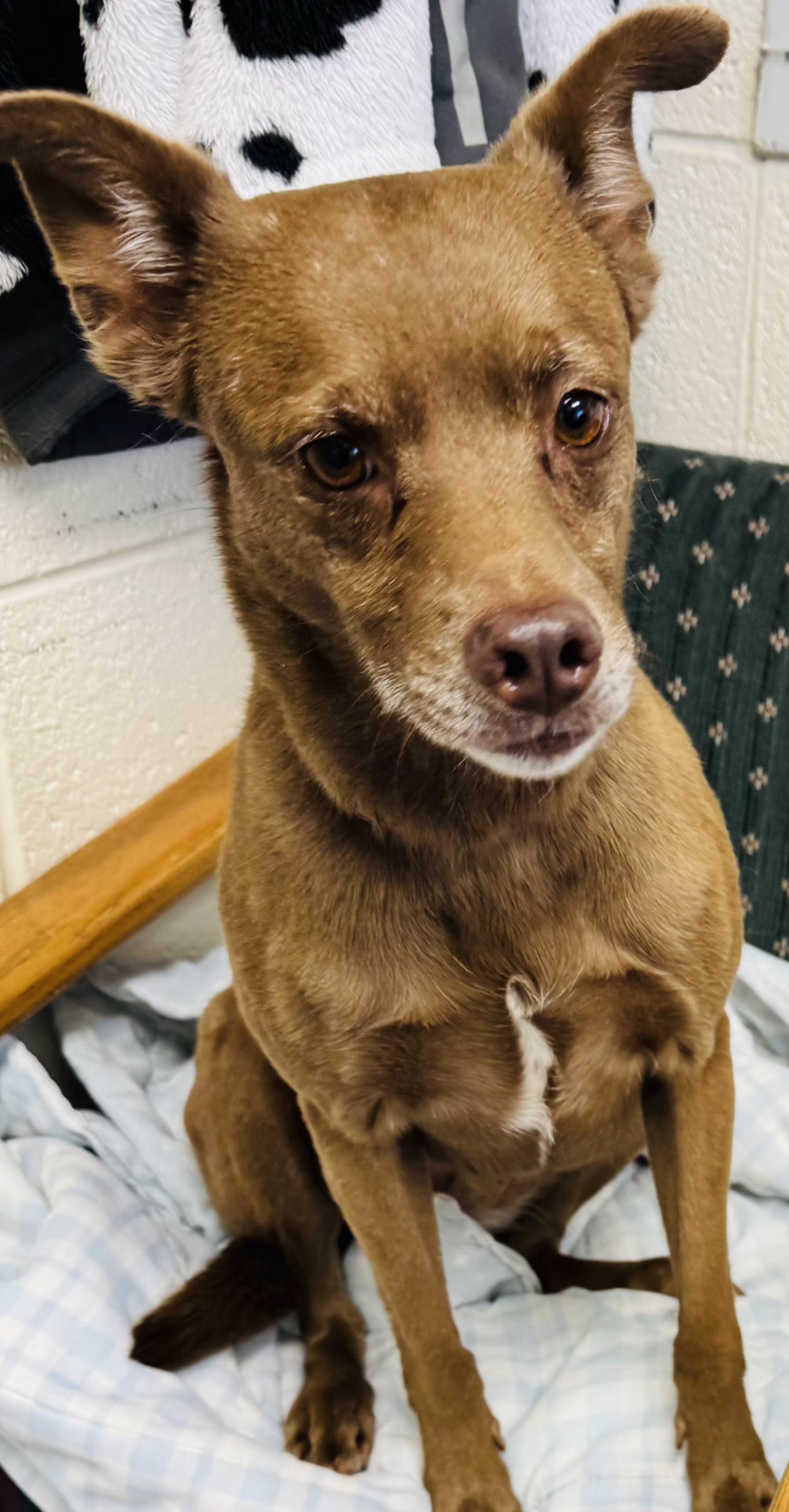 Sally, Adopted, Adult Female Chihuahua & Miniature Pinscher.