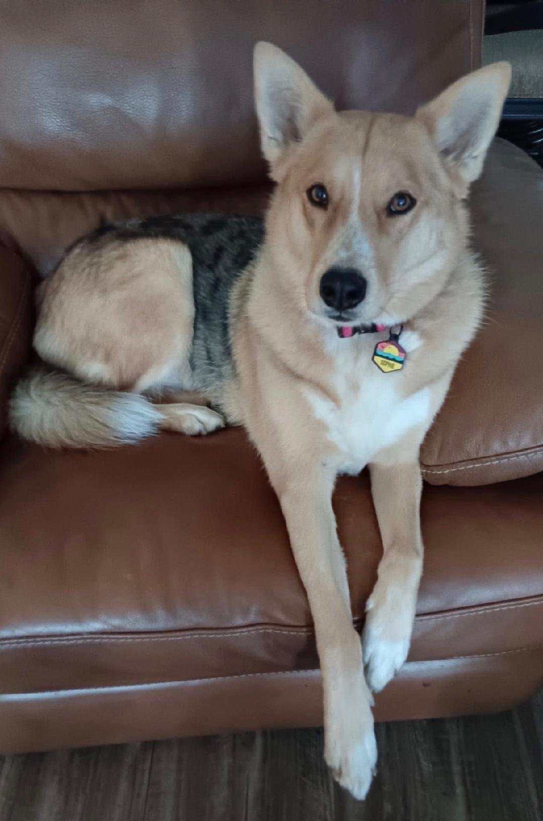 Enlarge Sadie, an adopted mixed breed in Gladwyne, PA image 2/6