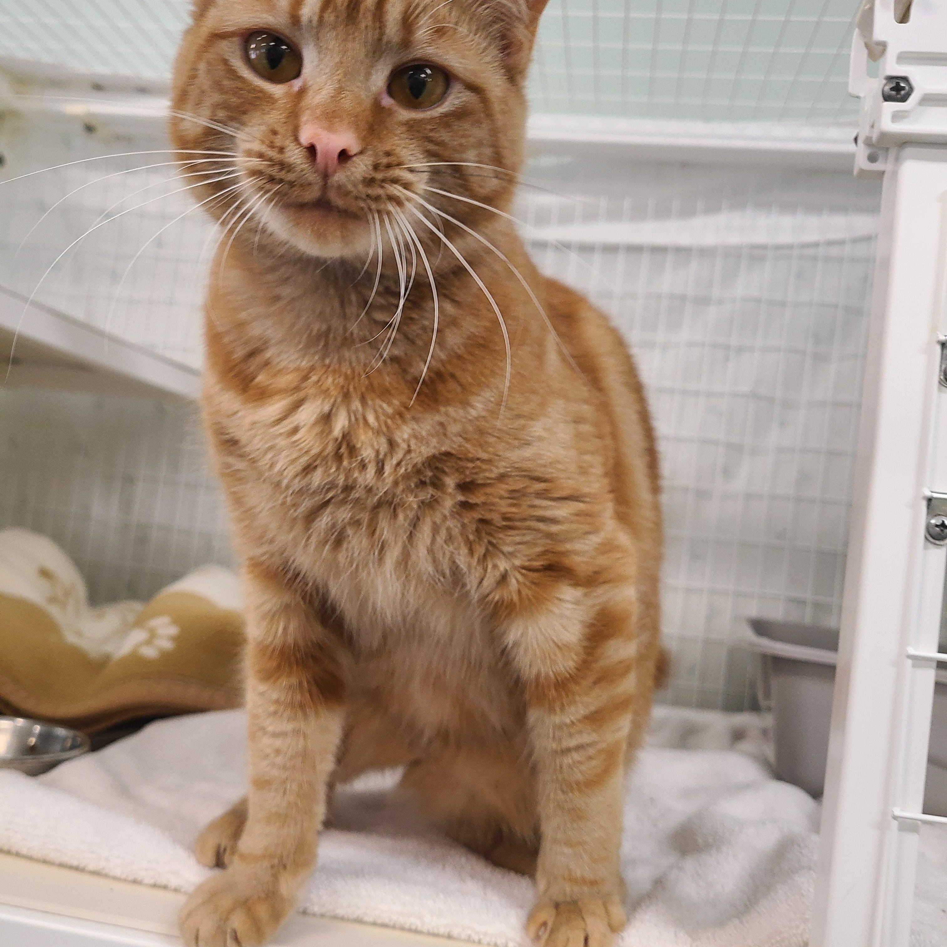 Enlarge Prince Naveen, a ADOPTABLE Domestic Short Hair in Kirkland, WA image 1/4