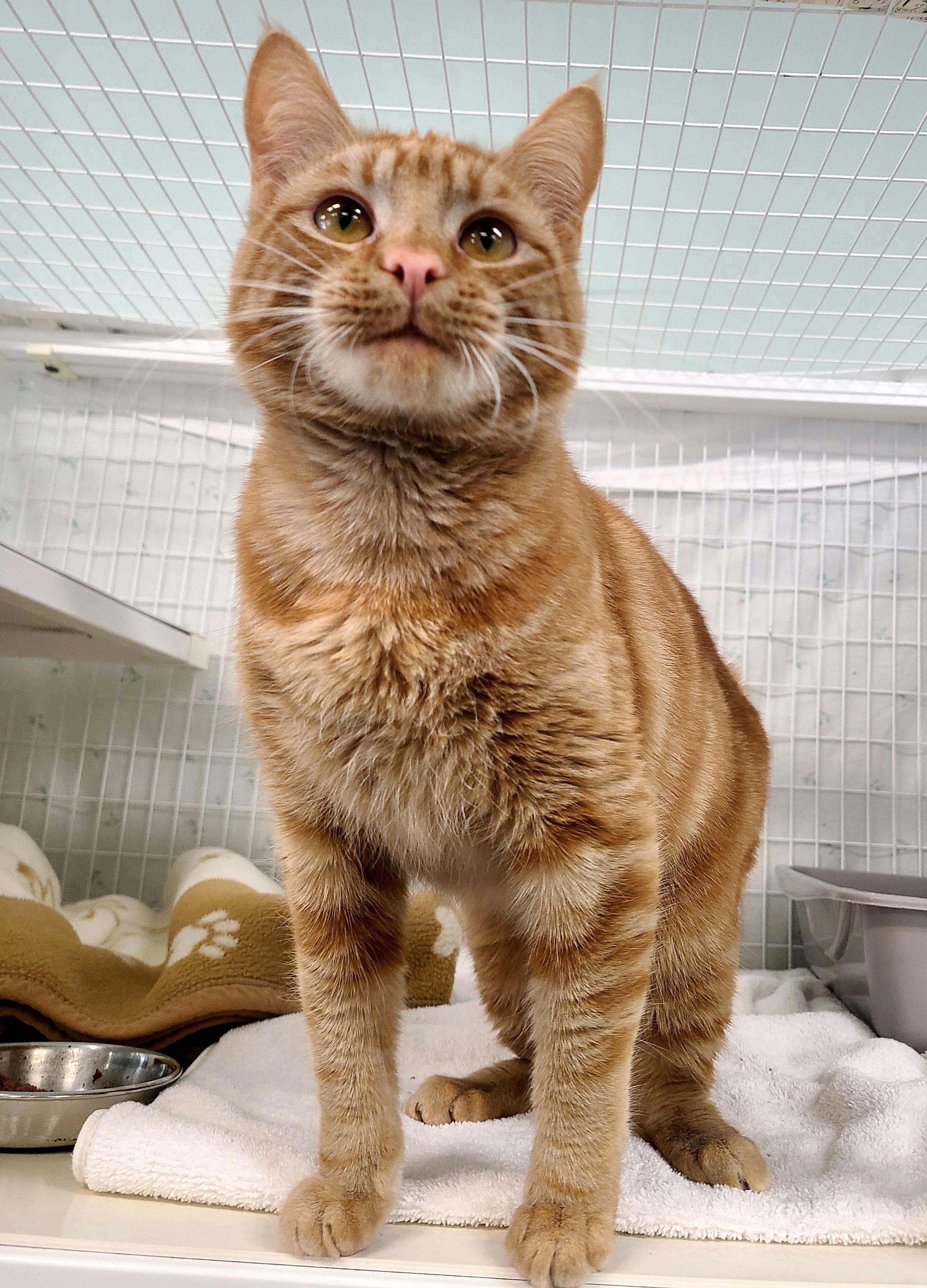 Enlarge Prince Naveen, a ADOPTABLE Domestic Short Hair in Kirkland, WA image 2/4