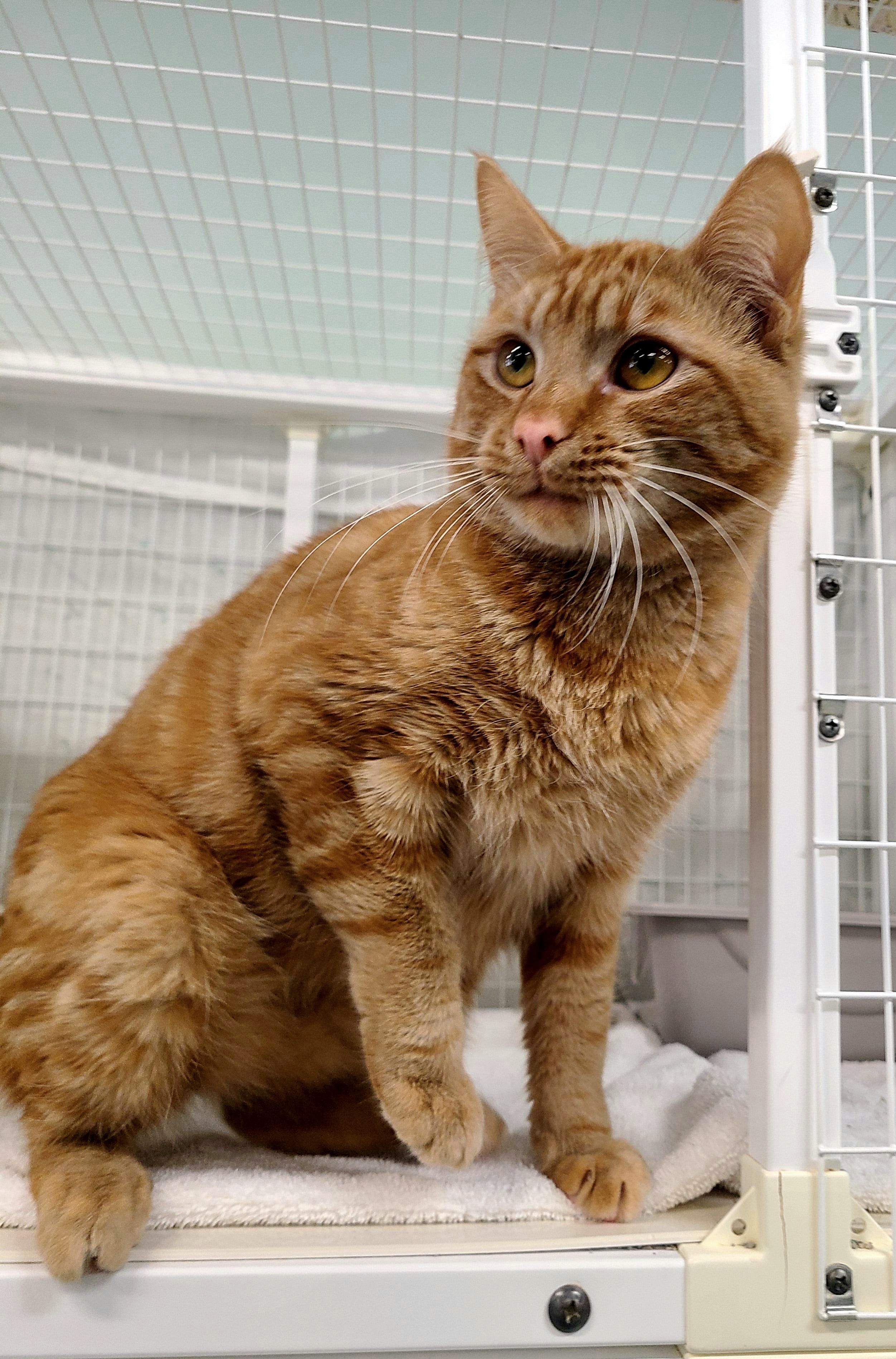 Enlarge Prince Naveen, a ADOPTABLE Domestic Short Hair in Kirkland, WA image 4/4