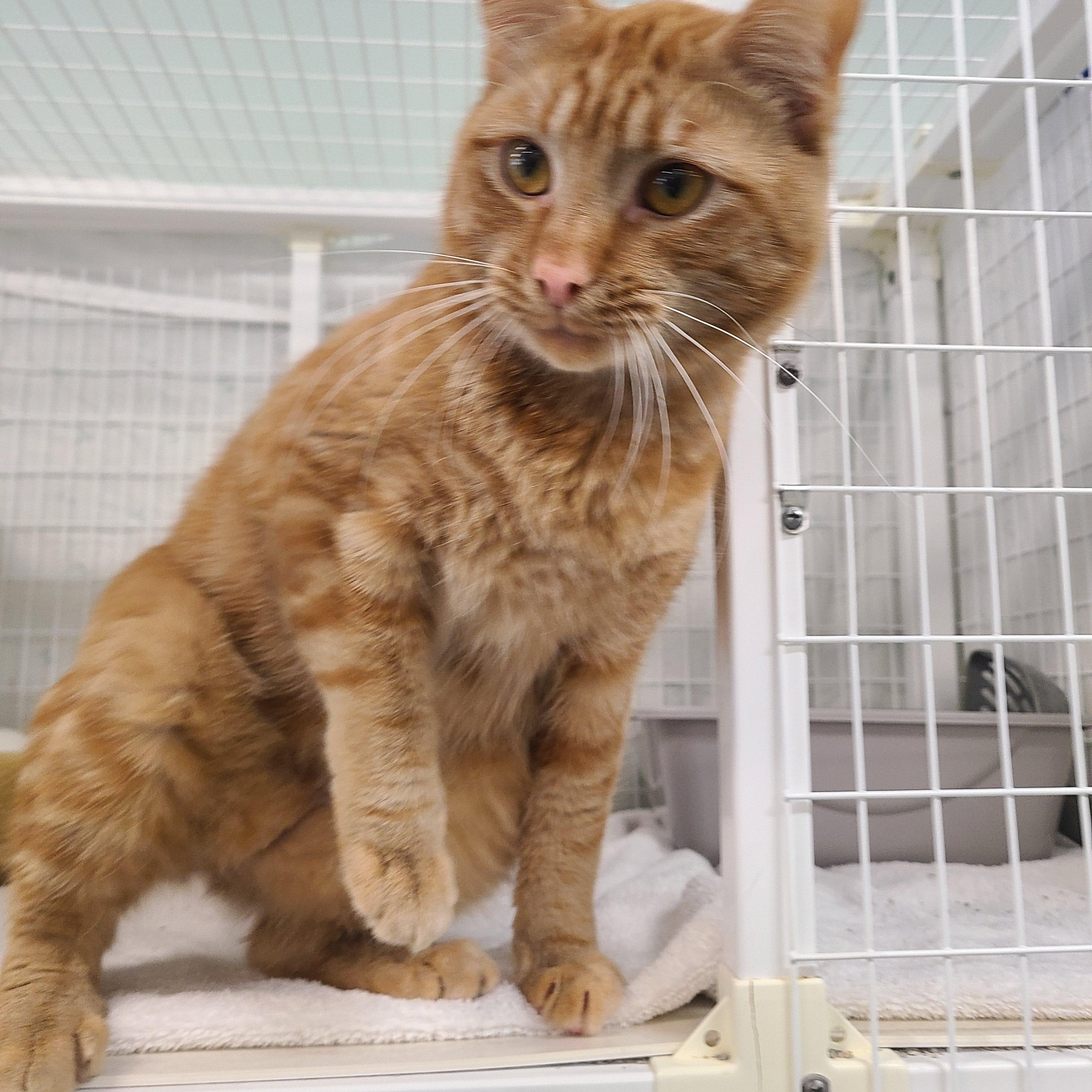 Enlarge Prince Naveen, a ADOPTABLE Domestic Short Hair in Kirkland, WA image 3/4