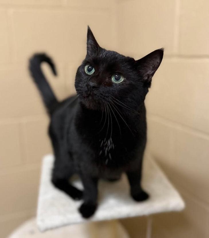 Enlarge Mazikeen, a ADOPTABLE mixed breed in Keswick, ON image 2/2