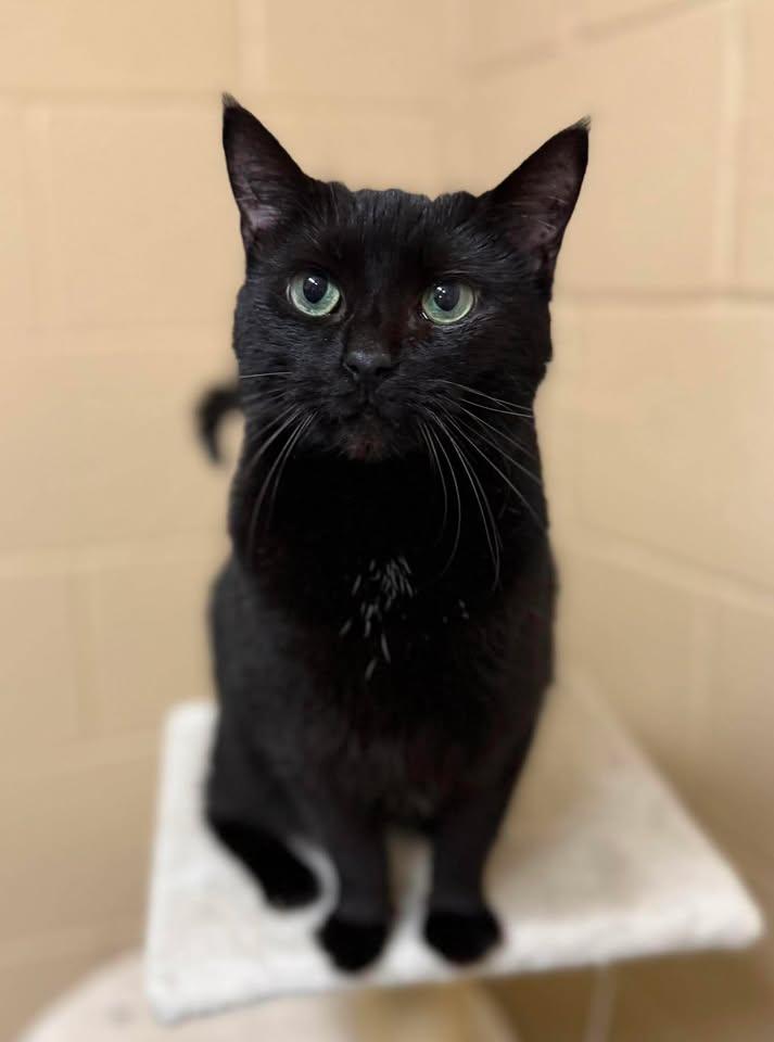 Mazikeen, ADOPTABLE, Senior Female Domestic Short Hair.