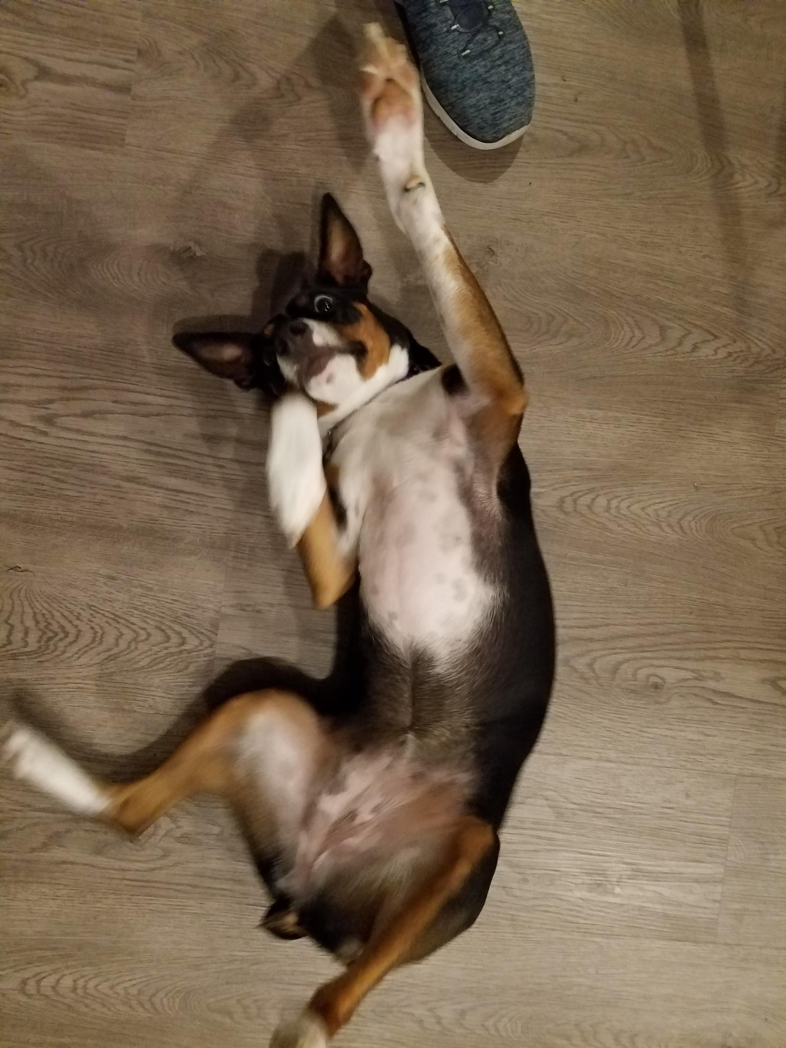 Sophie, an adoptable Rat Terrier in Boise, ID, 83701 | Photo Image 2