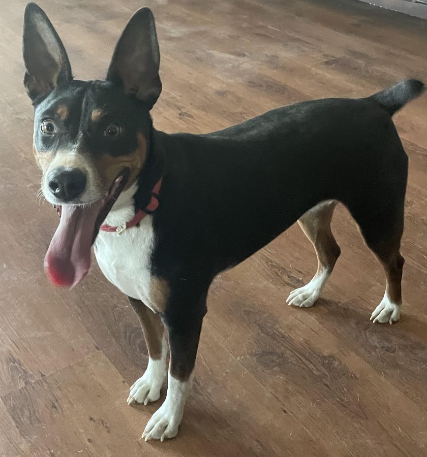 Sophie, an adoptable Rat Terrier in Boise, ID, 83701 | Photo Image 3