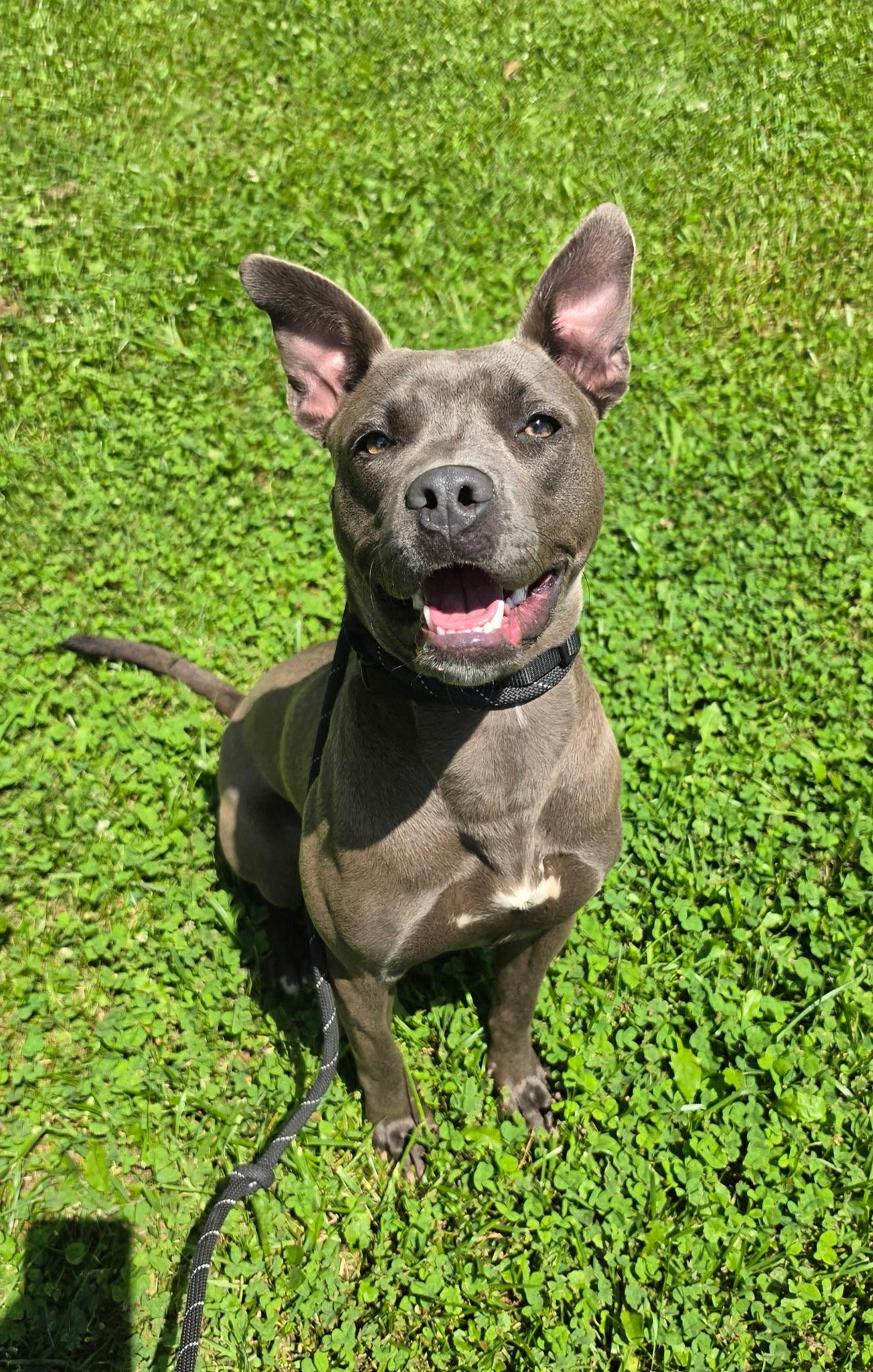 Lambo Athens, Adoptable, Young Female Pit Bull Terrier.