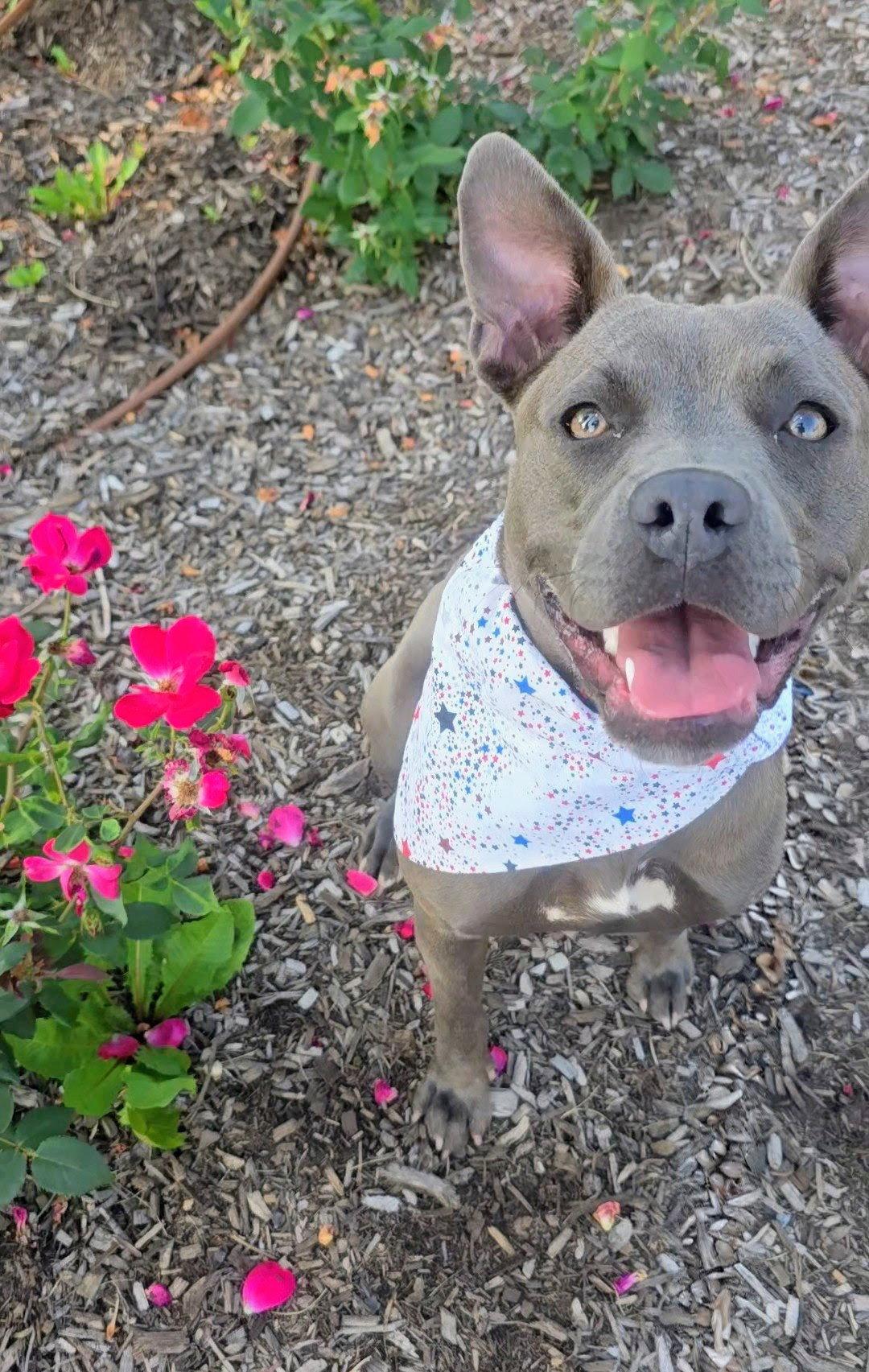 Enlarge Lambo Athens, a Adoptable Pit Bull Terrier in Rockaway, NJ image 2/3