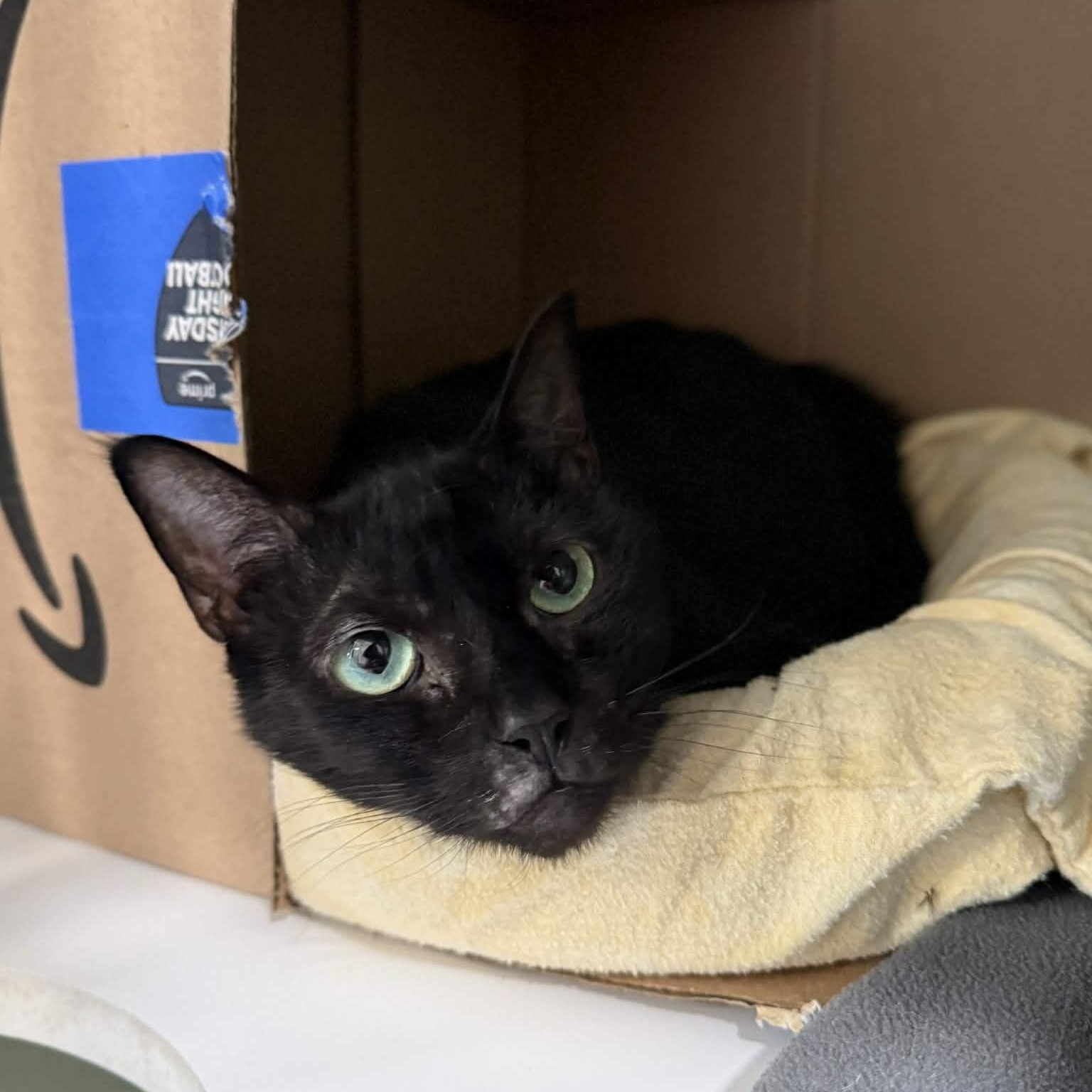 Silverado, an adoptable Domestic Short Hair in Penn Yan, NY, 14527 | Photo Image 1