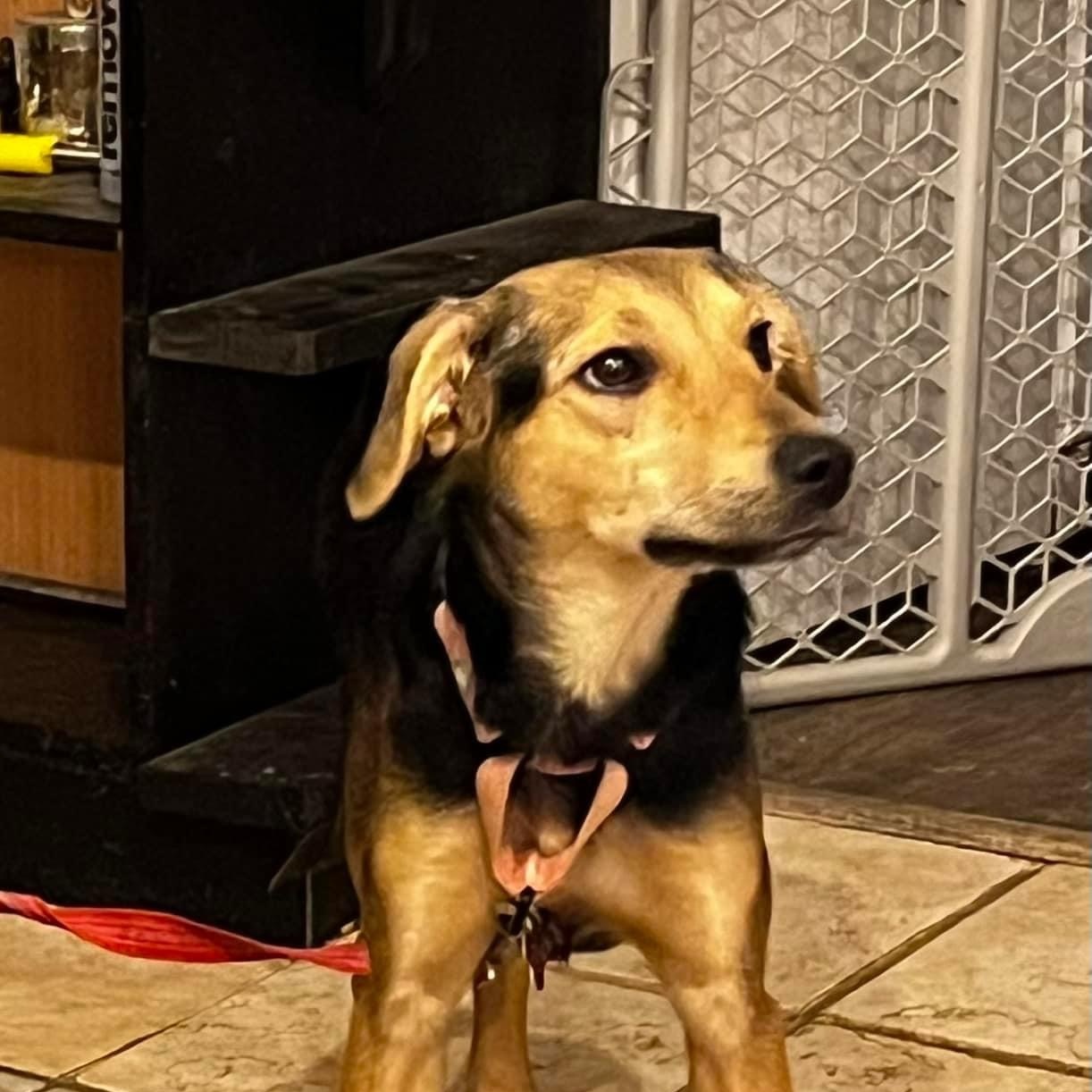 Dog for adoption Mavry , a Mixed Breed in Salamanca, NY Petfinder