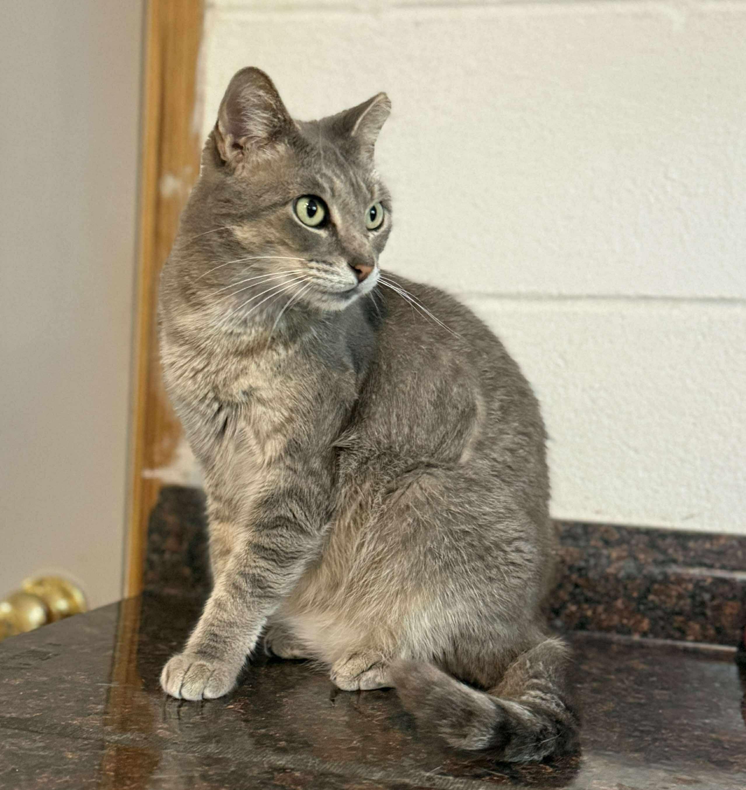 Enigma, a Adoptable Domestic Short Hair in Talbott, TN image 3/4