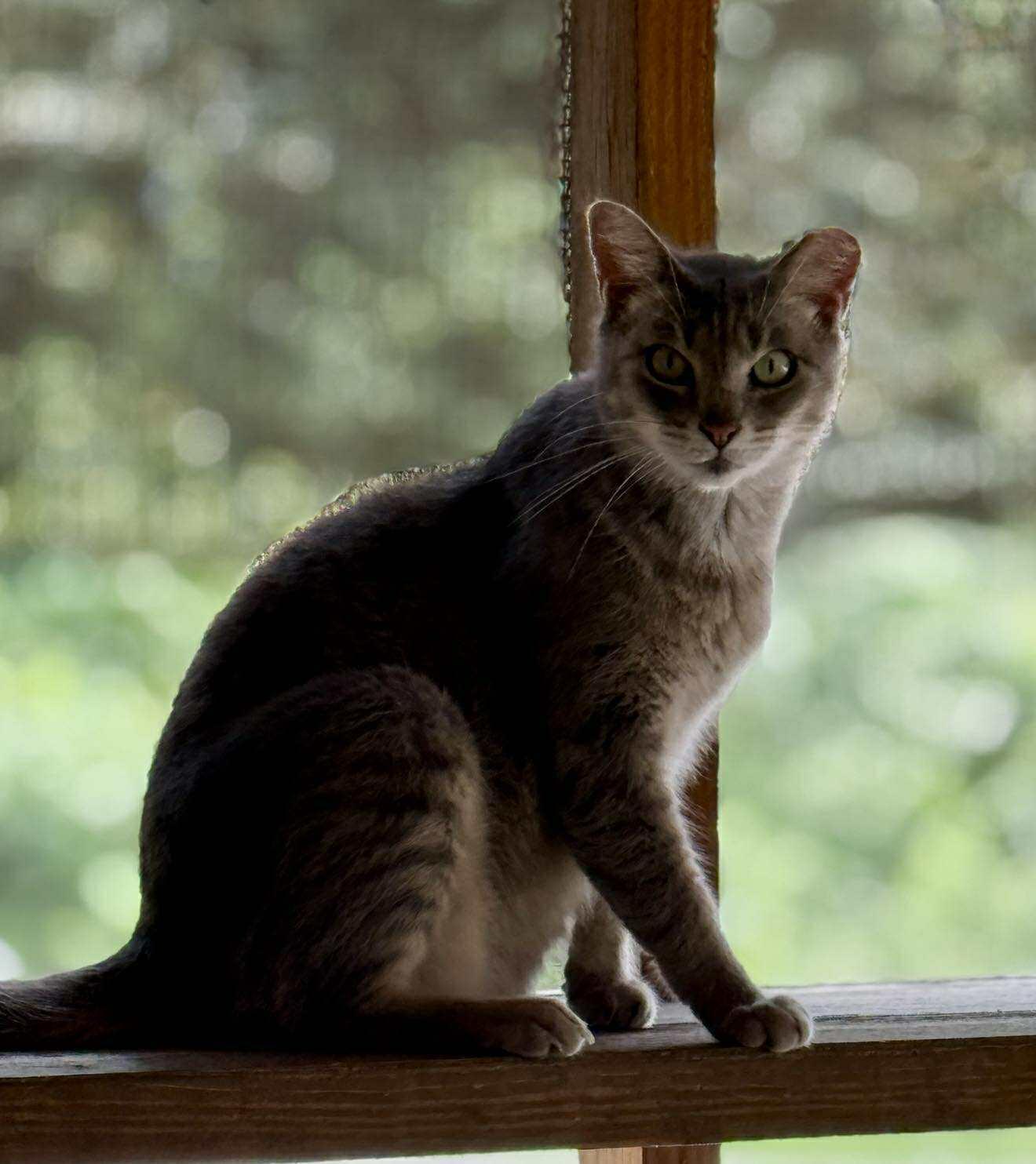 Enigma, Adoptable, Adult Female Domestic Short Hair.