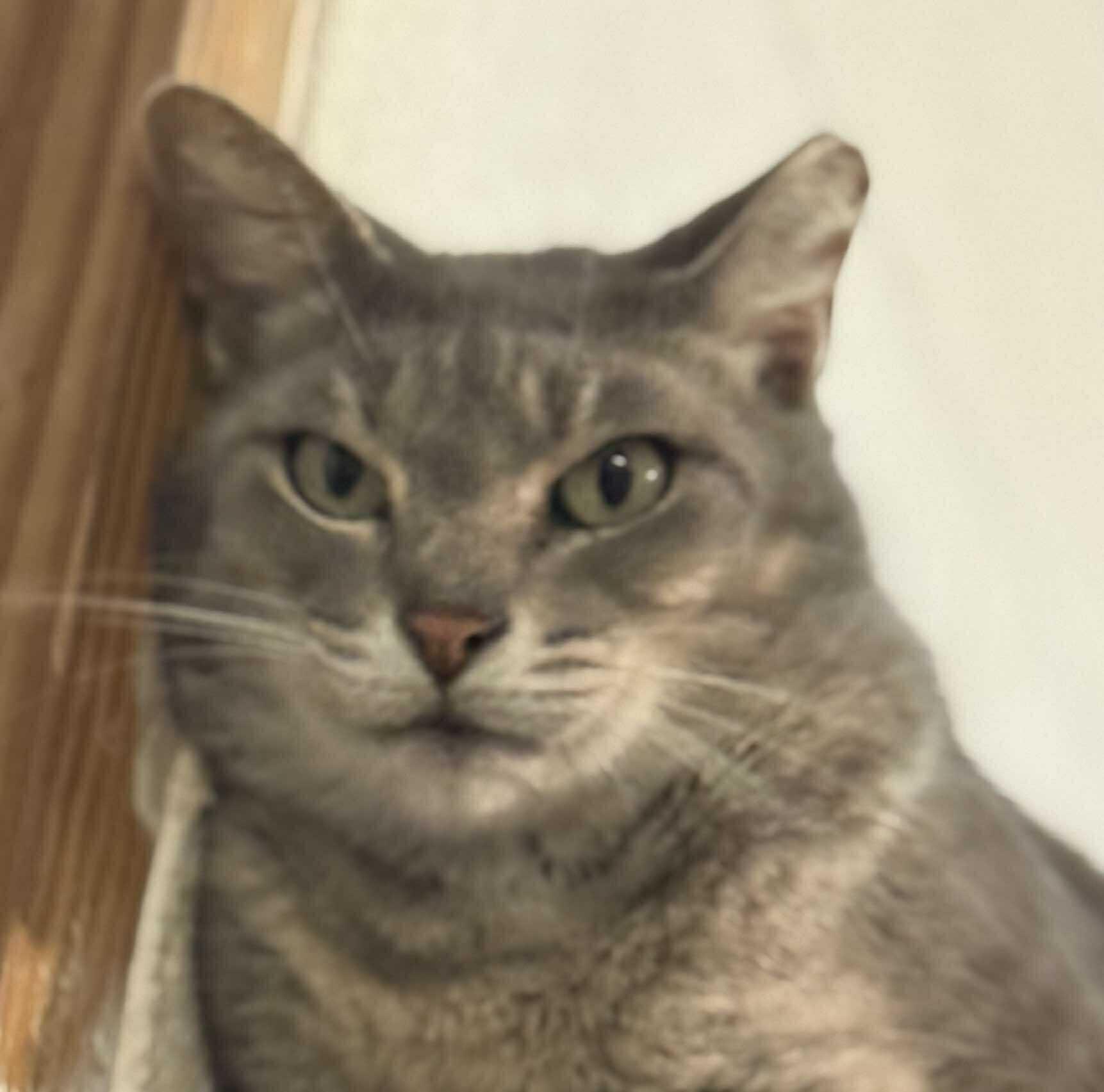 Enigma, a Adoptable Domestic Short Hair in Talbott, TN image 2/4