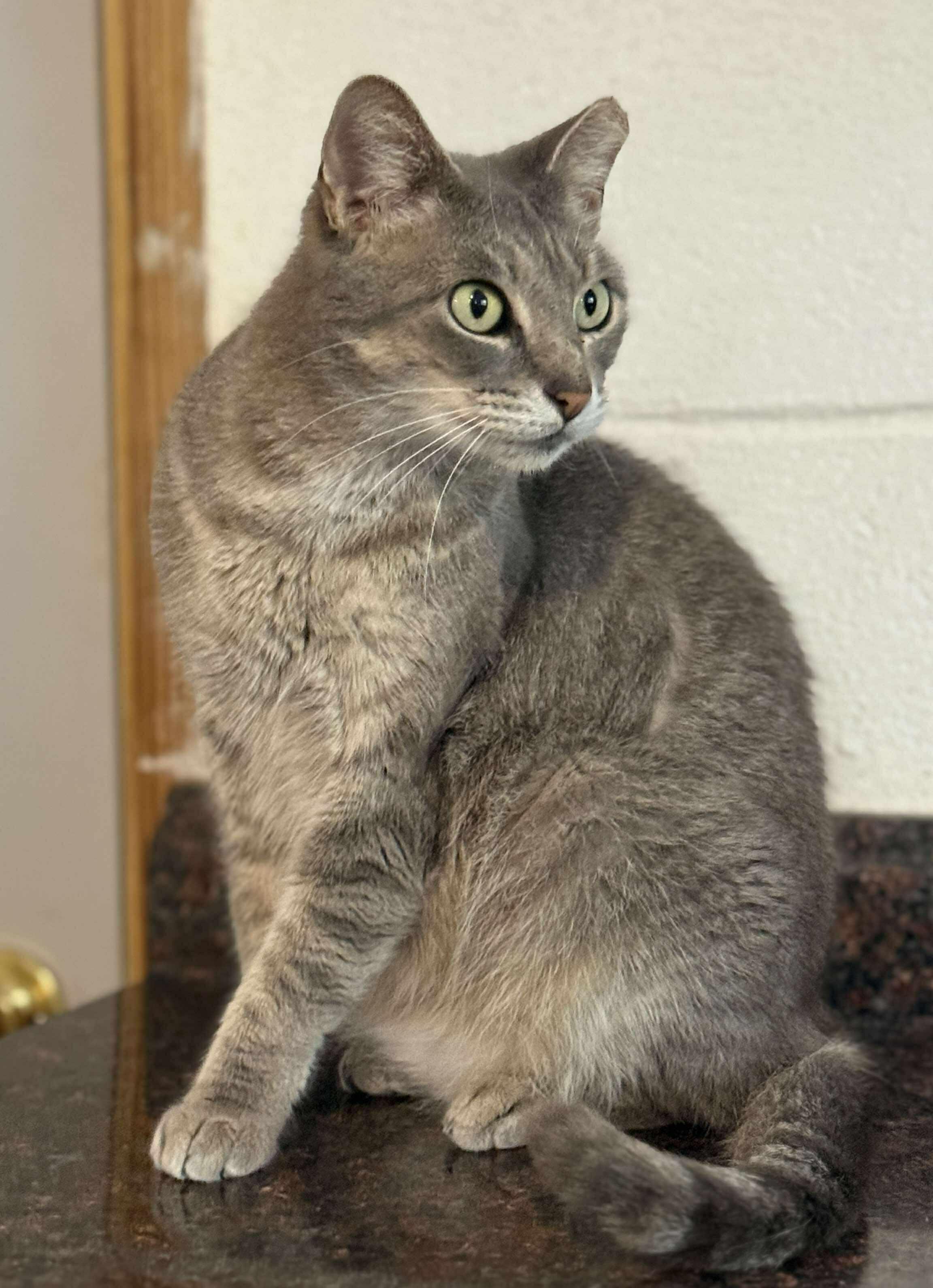 Enigma, a Adoptable Domestic Short Hair in Talbott, TN image 4/4