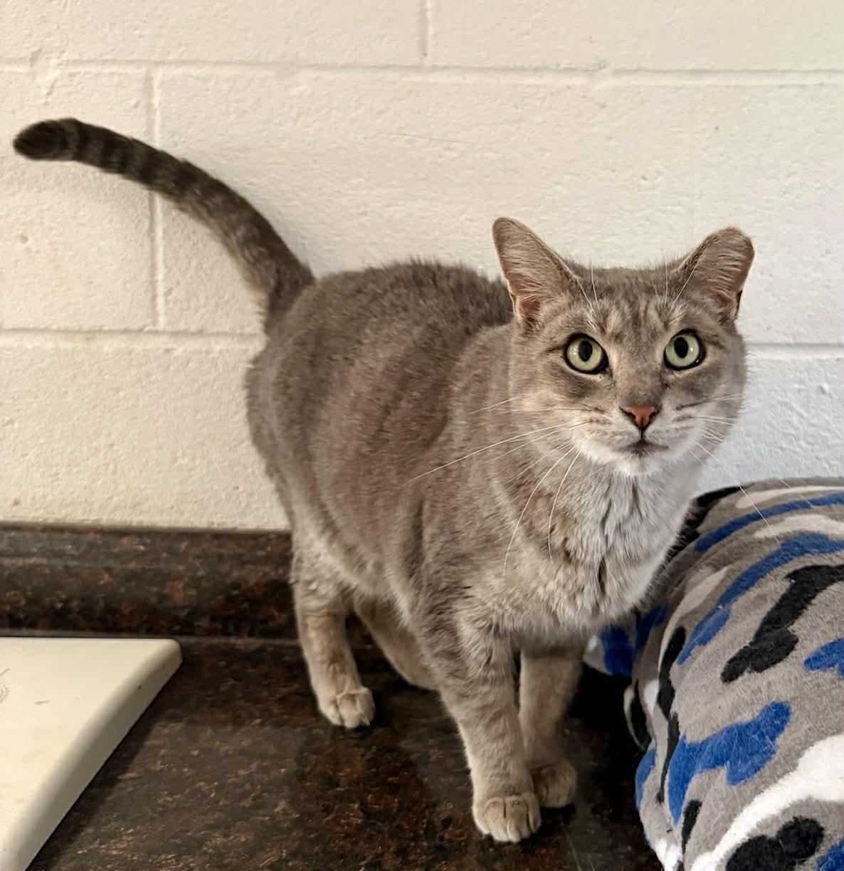 Enigma, Adoptable, Adult Female Domestic Short Hair.