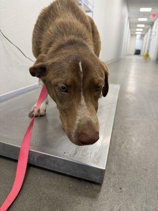 Habanero Hector, Adoptable, Adult Male Cattle Dog & Pit Bull Terrier.