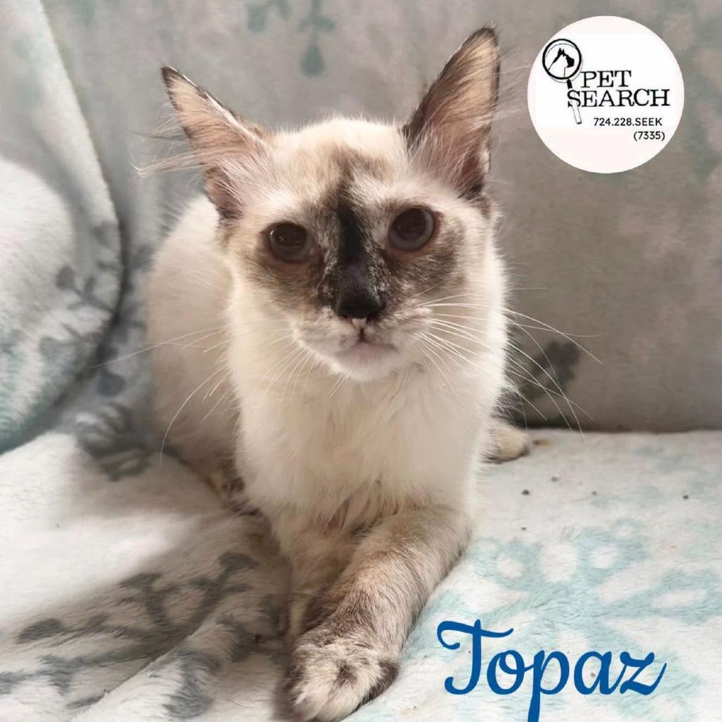 Topaz, Adoptable, Young Female Manx & Siamese.
