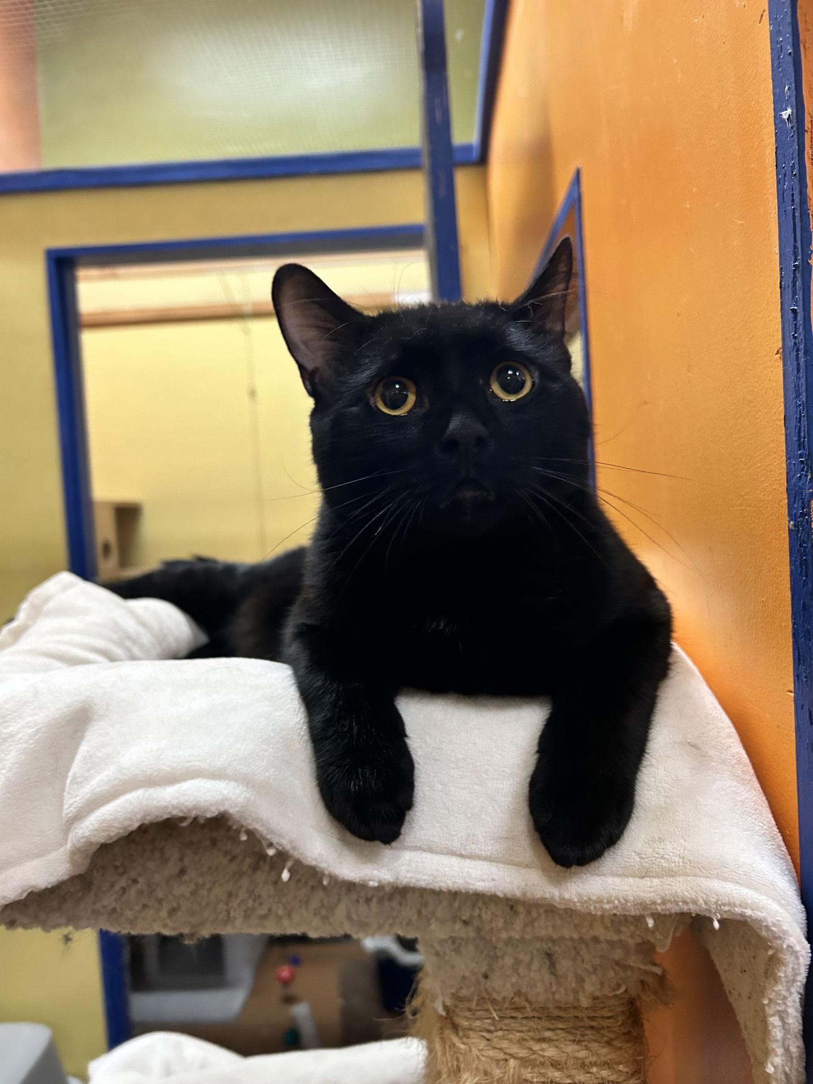 Midnight, a Adoptable Domestic Short Hair in Blasdell, NY image 1/2